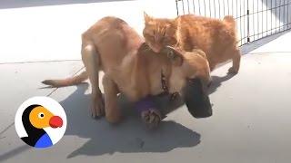 Cat Helps Injured Dog Walk Again  | The Dodo