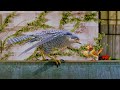 Stuart Little 2 2002 The Falcon Manipulates Margalo