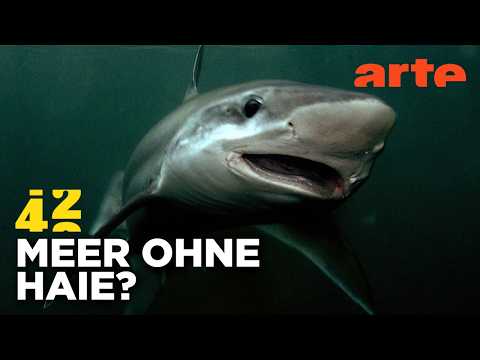 Vorschaubild Video