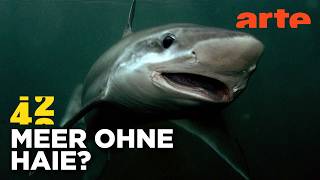 Verschwinden die Haie aus den Meeren?  | 42 - Die Antwort auf fast alles Reupload | ARTE