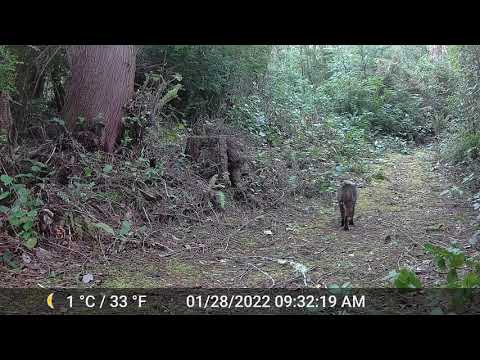Female Bobcat in Estrous  Behavior Video