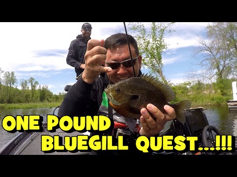 Attempting to Catch a ONE POUND BLUEGILL...!!! (SICK TOPWATER BITE)