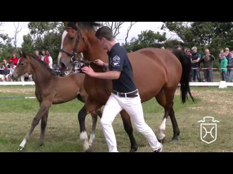 NF102 Hengstfohlen von Livello - Casall - Landos