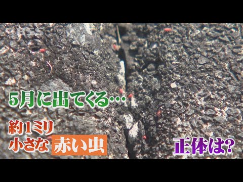 堆肥に赤い虫がいるのは正常ですか?なぜ彼らはタンクから離れるのでしょうか？  庭園