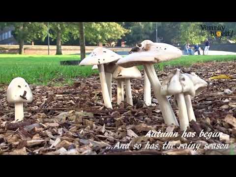 Rainworks project for Venray Bloeit