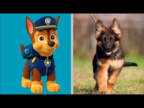 Paw Patrol Dogs in Real Life 2017 [Bibi]