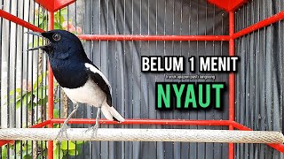 Download lagu SUARA BURUNG kacer gacor NGEPLONG tarung ini paling ampuh buat PANCINGAN KACER agar EMOSI mp3