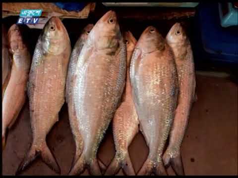 ২২ দিনের নিষেধাজ্ঞা শেষে ইলিশ শিকারে নামছেন জেলেরা | ETV News