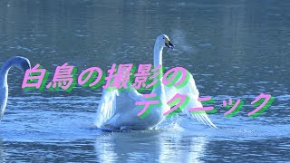 白鳥の撮影のテクニック