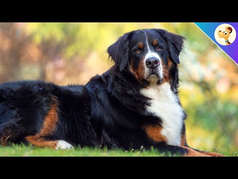 Berner Sennenhund ▶︎ Charakter, Haltung & Pflege | Rasseportrait ✅