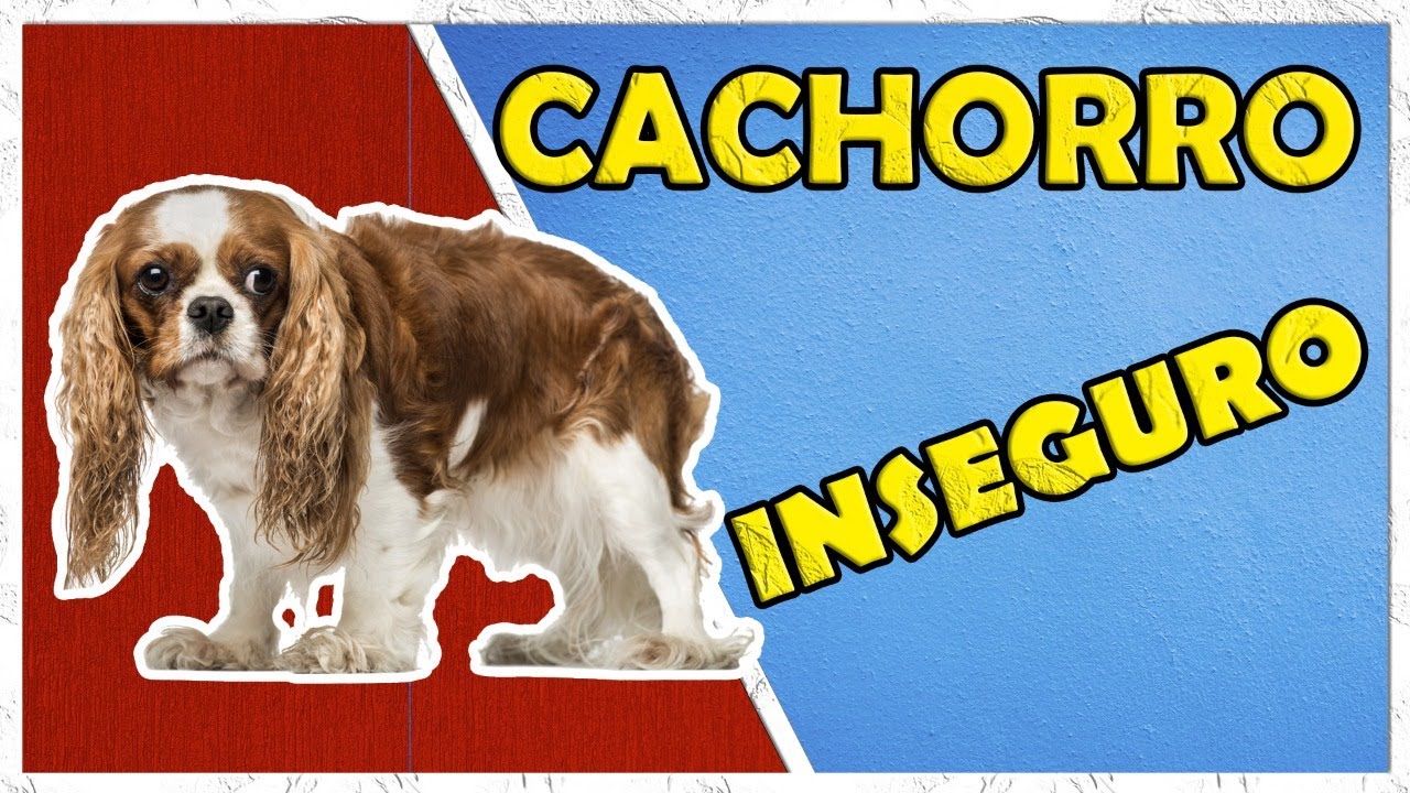 ✅Cachorro Inseguro e com Medo. Dicas.🐶