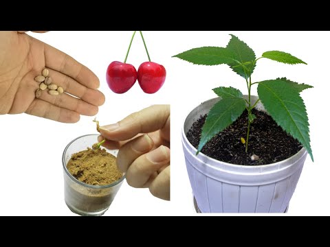 Growing Cherry Tree From Seed Time-lapse  cherry seed germination How to grow cherry tree from seed