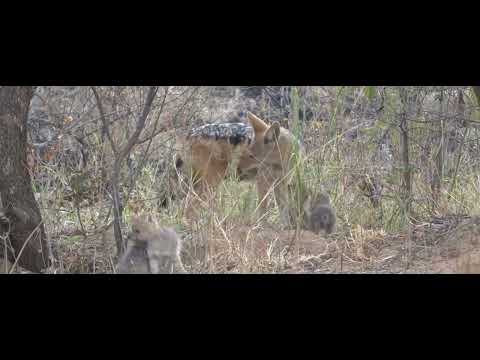 Black Backed Jackal: Mother and her 6 pups