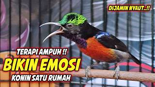 Download lagu SUARA BURUNG KOLIBRI NINJA GACOR FULL ISIAN ROLL TEMBAK !! PANCINGAN KONIN BAHAN AGAR CEPAT EMOSI mp3