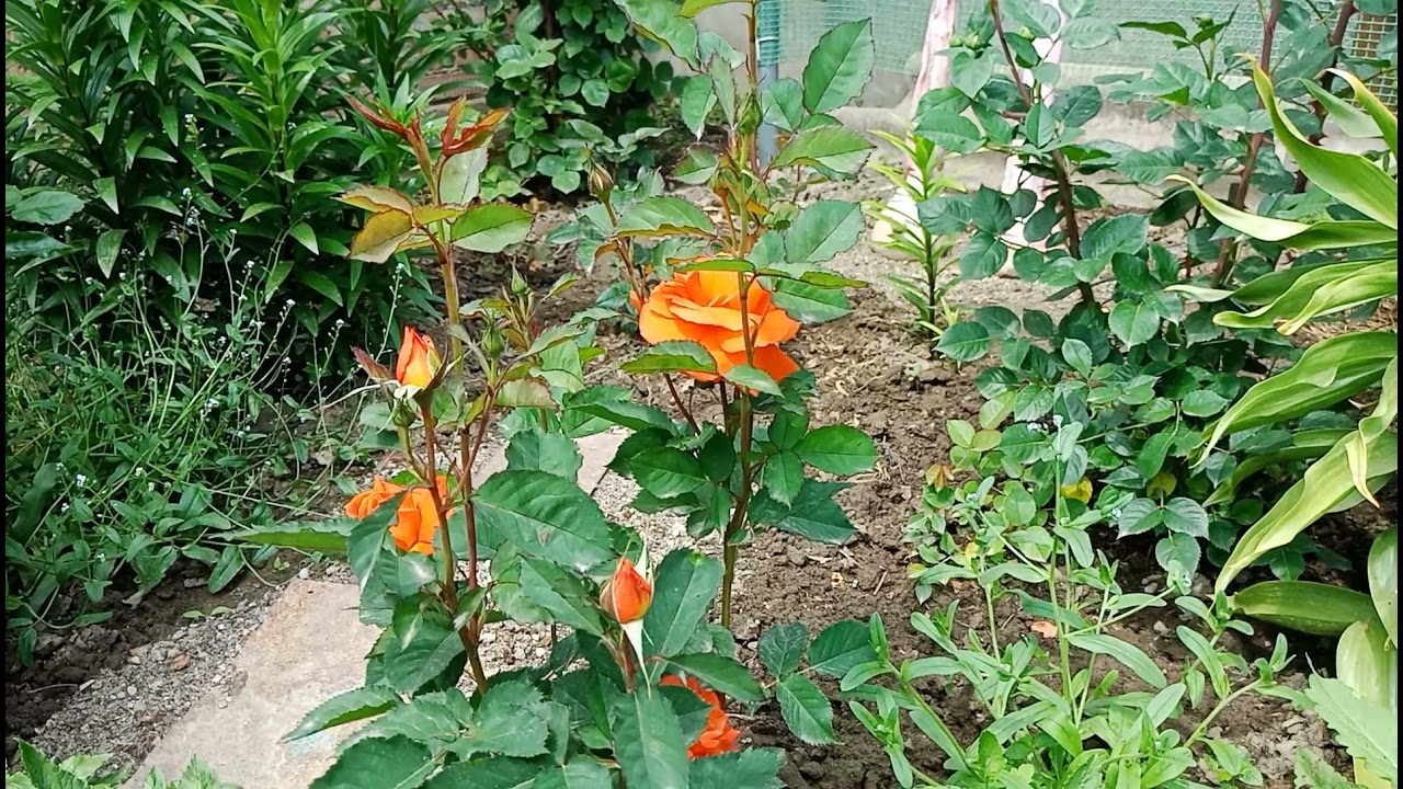 Роза Супер трупер, первая ласточка моего сада! ????????????