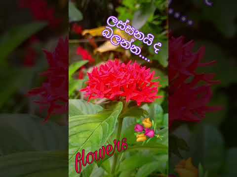 flowers short, 💐🌻