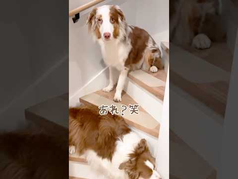 犬のアイコン