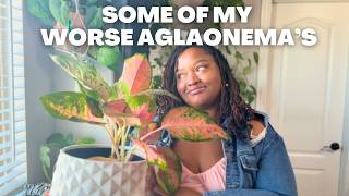 My Aglaonema Collection Tour | The Good, The Bad & The Beautiful