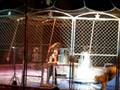 Tigers At The Circus
