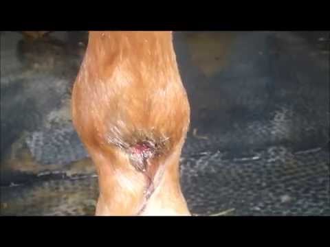 comment soulager escarres