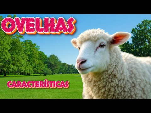 "Curiosidades Impressionantes Sobre as Ovelhas: Inteligência e Tradições 🐑✨"