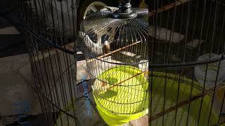 Download lagu Burung Emprit Kaji rasa rasa perkutut mp3