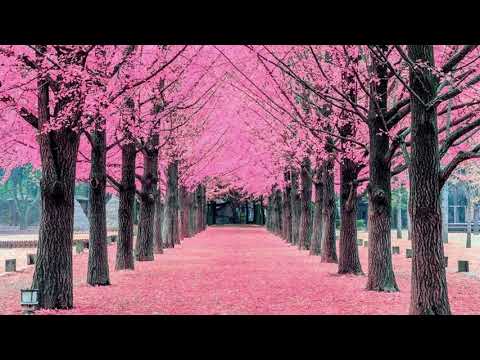 "Love Suspended" | Melii x Drake Type Beat 2019