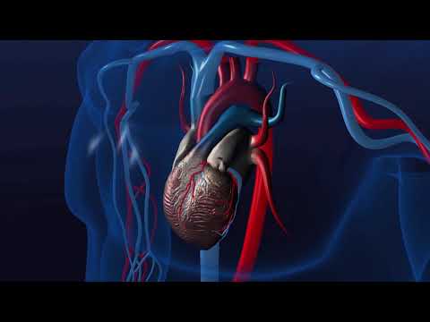 PARÓDIA - HAVANA - Sistema Cardiovascular - versão completa