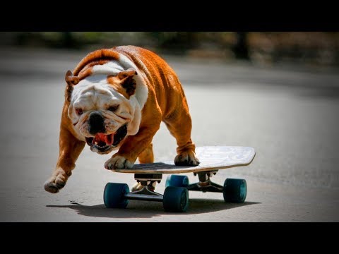 Skateboarding Dogs 🐶🐕Amazing Skateboarding Dogs [Epic Life]