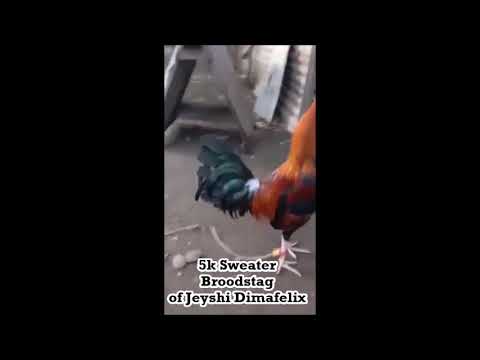 5k Sweater Broodstag of Jeyshi Dimafelix #shorts