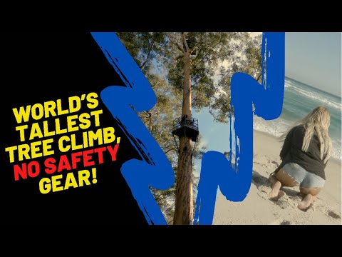 World's Tallest Tree Climb, No Safety Gear! Exploring Pemberton...don't make the same mistakes!