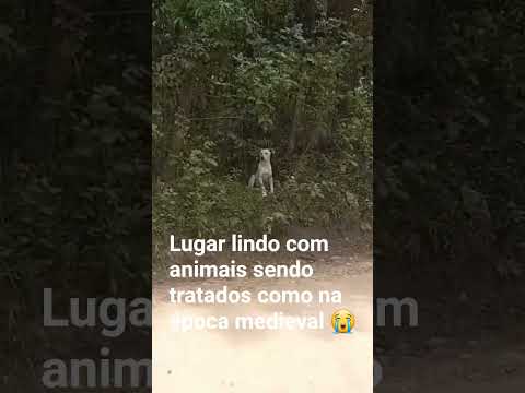 #campinagrandedosul PR #muitosanjossofrendo .