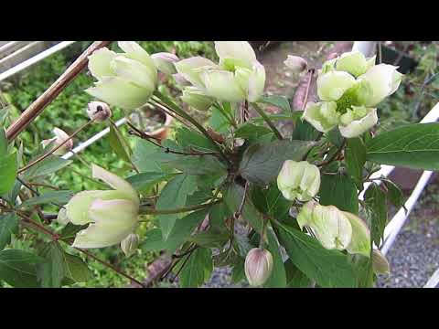 Clematis montana'Green Eyes'   HD 1080p