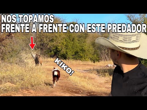 Campando En Territorio De Leon