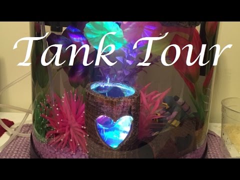 Female Betta Tank Tour! | Trinity's 'Naturally Feminine' Tank