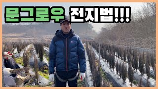 문그로우 전지법~~~!!