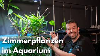 Zimmerpflanzen im Aquarium wachsen lassen