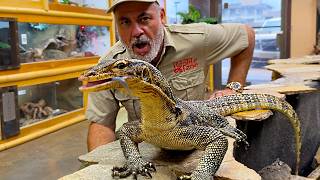 Monitor Lizard Chase’s Down Its Meal! 🦎🔥