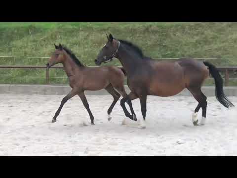 Gabbalina v. Zauberdeyk x High Motion - 26. August 2022