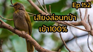 Download lagu เสียงนกกรงดอกแตงEp.152เปิดล่อนกป่า/เปิดให้นกต่อคึก Suara pikat merbah lekir gacor mp3
