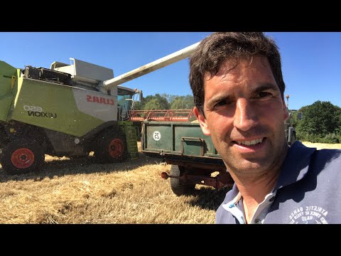 Dinkel und Emmer Ernte