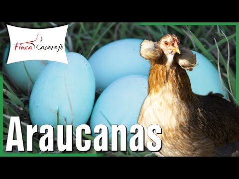 , title : 'Gallina Araucana - Gallina Mapuche 💙 Huevos azules'