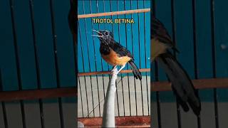 Download lagu Perbedaan suara ngeplong murai trotol betina dan jantan#muraitrotolngeplong#Shorts mp3 Download lagu Perbedaan suara ngeplong murai trotol betina dan jantan#muraitrotolngeplong#Shorts mp3