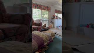 Video preview image #1 Mutt Puppy For Sale in San Bernardino , CA, USA