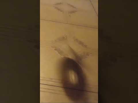 #funstufftodo #trending #relaxation #pets #recycle #earthfriendly #hashtags #feetmatter #dog