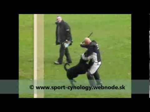 FCI 2013 - Dennis Bernsee & Bodo vom Hexenwald protection