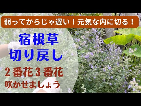 園芸 ネコ科植物、ネペタ総状花序