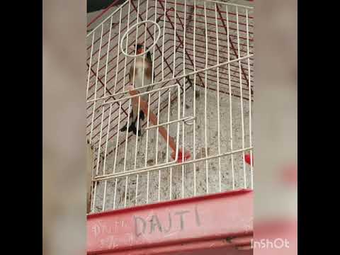 Gardelina Albania  (kenge gardeline)