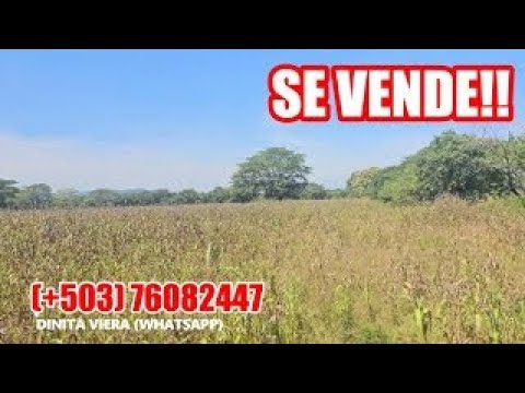 12 PRECIOSAS MANZANAS EN NUEVA CONCEPCIÓN CHALATENANGO