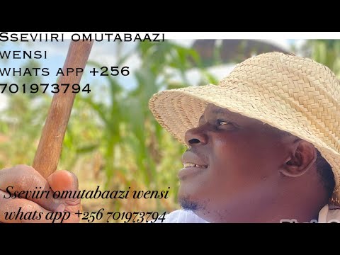 Wanditandikidde kuki ng'onossamira - Sseviiri Omutabaazi Wensi
